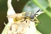 Callicera macquarti